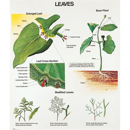 DENOYER-GEPPERT Charts/Posters, Leaves Mounted 1028-10